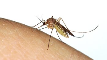 El mosquito se convirtió en