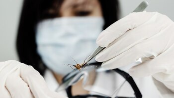 A diferencia del Aedes Aegypti