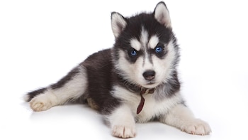 A pesar de las altas