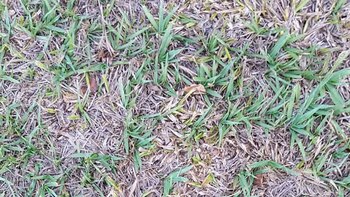 Esta fotografía inofensiva del césped