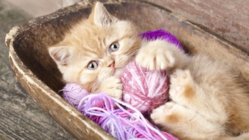 Es muy importante estimularlos a