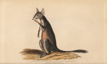 El canguro rata del desierto