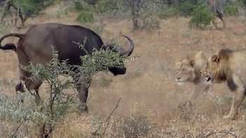 Imagen 2NOUPN6A7NCBJJNEKXKWVZ7Y4U