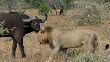 Imagen RU73SBQQGBABJM3FABBRJOW6HQ