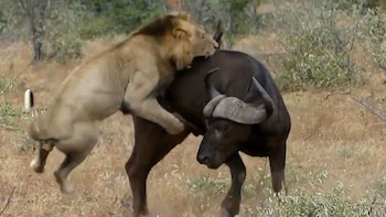 Imagen JGE3ISGCRBHGRGMFW3C2XR5MXU