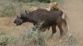 Imagen J2CZDXITTBEENCIIL7N7YSYTAI