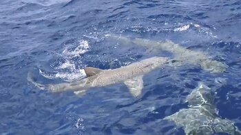 A su alrededor había varios tiburones. Uno de ellos pudo morderla mientras estaba sumergida en una jaula protectora (YouTube)