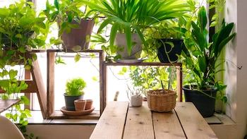 Las plantas son capaces de percibir la temperatura ambiente (iStock)
