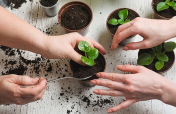 Los fitocromos analizan la calidad y cantidad de luz, niveles sombras y otros datos del entorno (iStock)