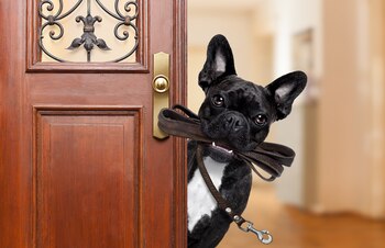 El bulldog francés es una