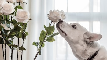 Los perros suelen tener el