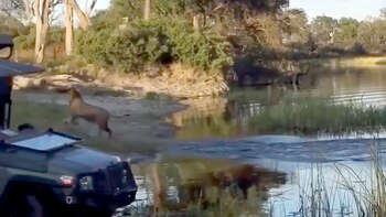 El león logró regresar a