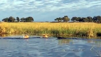 El cocodrilo ataca al menor