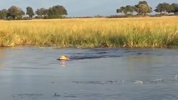 Luego de salvar a su