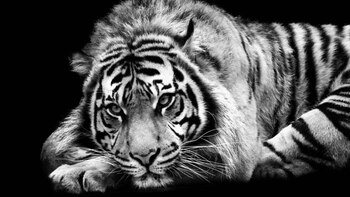 Jenkinson se convirtió en fotógrafo