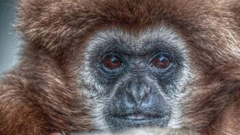 Hace año y medio, le