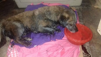 Tras cinco horas de limpieza,