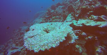 Los arrecifes de coral están