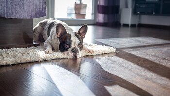 Todo lo hay que tener