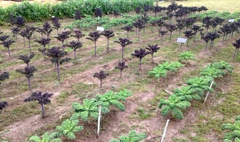 Investigadores de la UBA aseguraron