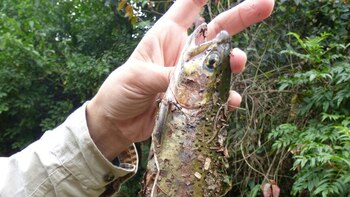 Aguas argentinas: el peligro de