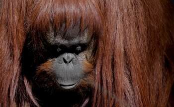 Sandra. La orangutana también espera