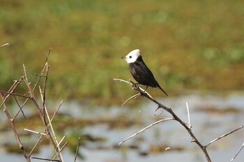 Es una de las mayores reservas de vida silvestre del país. Justamente, hasta el 28 de mayo se realiza una importante feria en Colonia Carlos Pellegrini que reúne a profesionales y aficionados del avistaje de aves (en Corrientes hay más de 350 especies), de la naturaleza y del ecoturismo