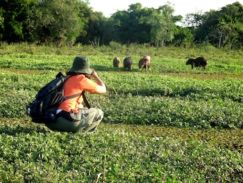 Una de las opciones para recorrerlo: caminatas por esteros, embalsados y palmares. Los embalsados son suelos de vegetación flotantes; andar en ellos es como caminar en una nube. Las excursiones se hacen con guías especializados, que además cuentan todos los usos de las plantas locales