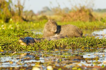 En algunos sitios el guía opta por continuar a remo con una caña tacuara. Se impulsa de forma lenta y silenciosa, al estilo góndola, para permitir un mejor acercamiento a los animales y un mayor contacto con los sonidos de la naturaleza