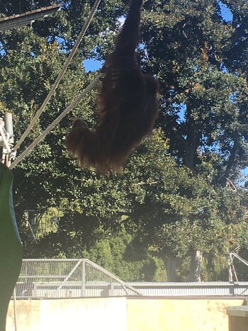 La orangutana Sekara estaba buscando