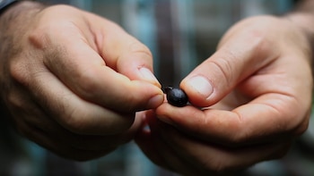 Su principal característica consiste en