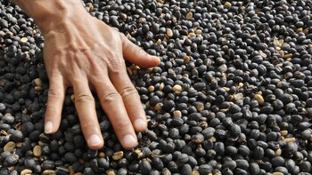 Cada 33 kilos de granos