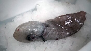 El grupo de investigadores halló