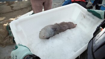 El pez fue hallado por