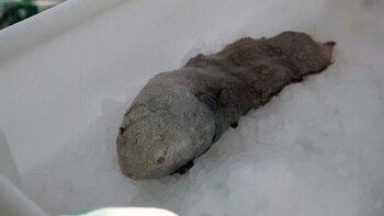 La misión subsidiada por el