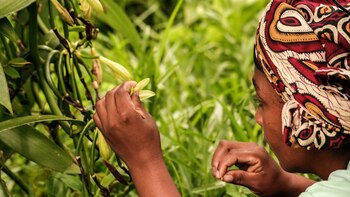 Plantación de la orquídea vanilla en Madagascar (Istock)