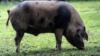 El manchado de Jabugo es una especie de la cual quedan pocos ejemplares (Luis de las Alas)