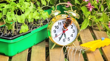 Las plantas son capaces de distinguir cuando reciben mayor cantidad de energía solar (iStock)