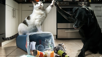 La presencia de mascotas no ayuda a generar un lugar higiénico (Istock)