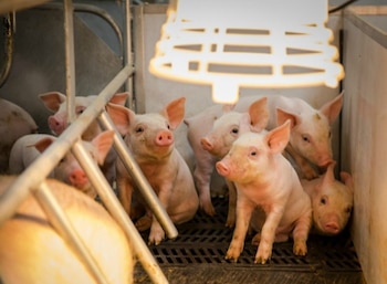 Activistas de los derechos de