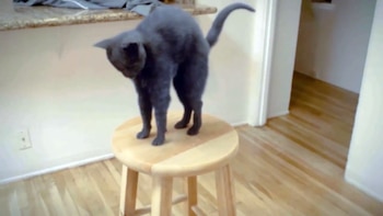 PETA intentó que un video