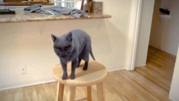 Rufus, el gato protagonista de