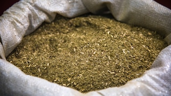 La yerba mate está compuesta