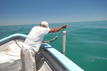La pesca furtiva de esta especie cobró auge cuando se comenzó a utilizar su vejiga, que es llamada la “cocaína del mar” (Foto: Archivo)8