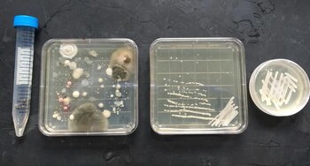 Investigadores de North Carolina State