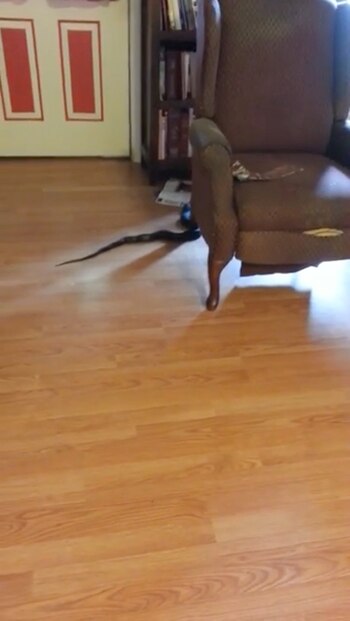 Así encontraron a la serpiente