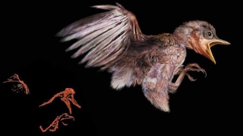 Ilustración del pájaro, basado en