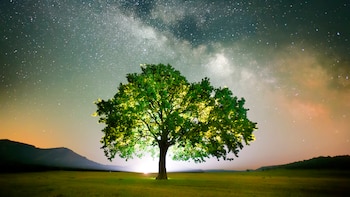 Las semillas son paquetes de información; la microbiología del suelo, canales de comunicación. (iStock)