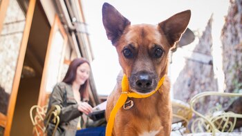 Si bien las mascotas no