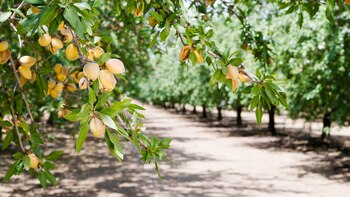 La almendras poseen una gran